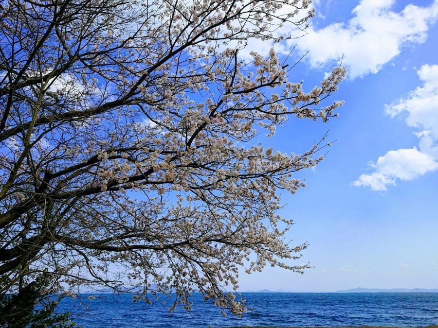 海津大崎で花見SUPしませんか？🌸-お知らせ